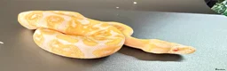 Python Snake reptiles for sale: 0.1 GHI Leo Candy 66% het Pied  - Advert 3