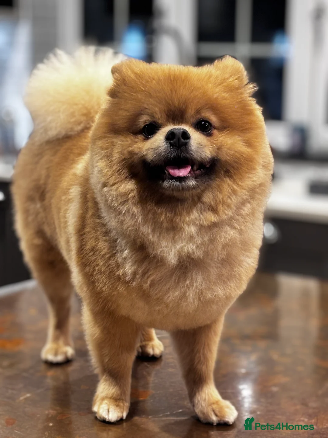 Pomeranian dogs for stud: Pedigree Male Pomeranian Kennel Club Registered  - Advert 3