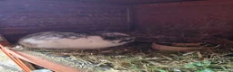 Netherland Dwarf rabbits for sale: Neatherland dwarf bucks in Llandeilo - Advert 3