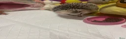 Pygmy Hedgehog rodents for sale: Hand tame pigmy hedgehog  - Advert 2