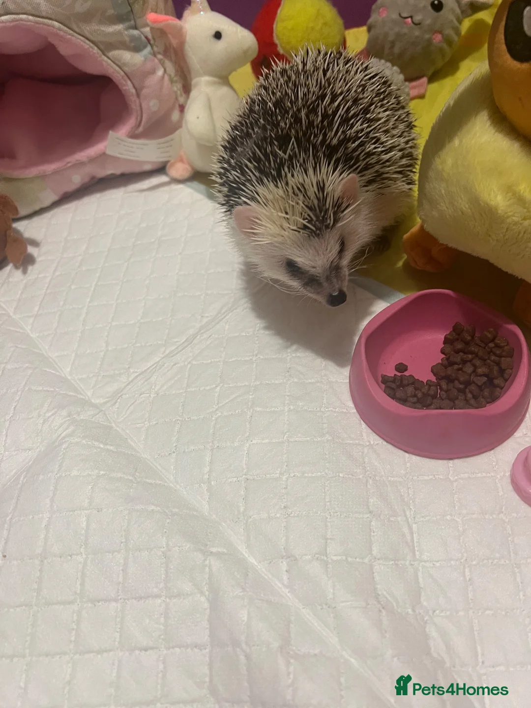 Pygmy Hedgehog rodents for sale: Hand tame pigmy hedgehog  - Advert 2