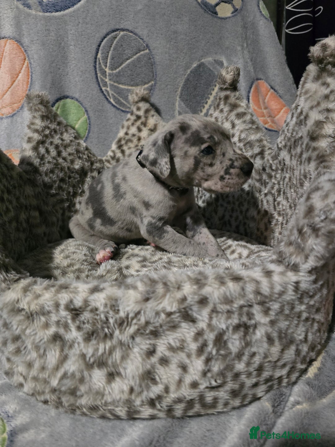 Great Dane dogs for sale: Beautiful great danes - Advert 9