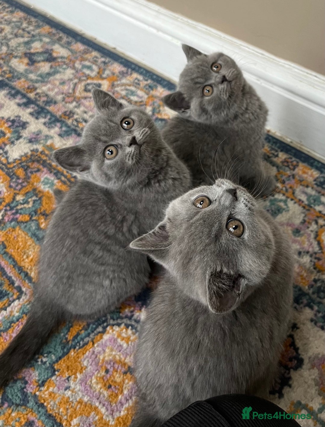 British Shorthair cats for sale: Beautiful British shorthair kittens  - Advert 18