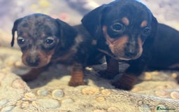 Dachshund dogs for sale: Stunning Miniature Dachshund Pups - Image 3