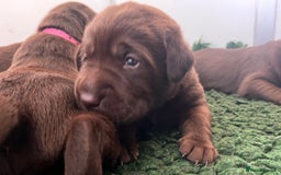 Labrador Retriever dogs for sale: Fully health tested working chocolate Labradors. - Image 5