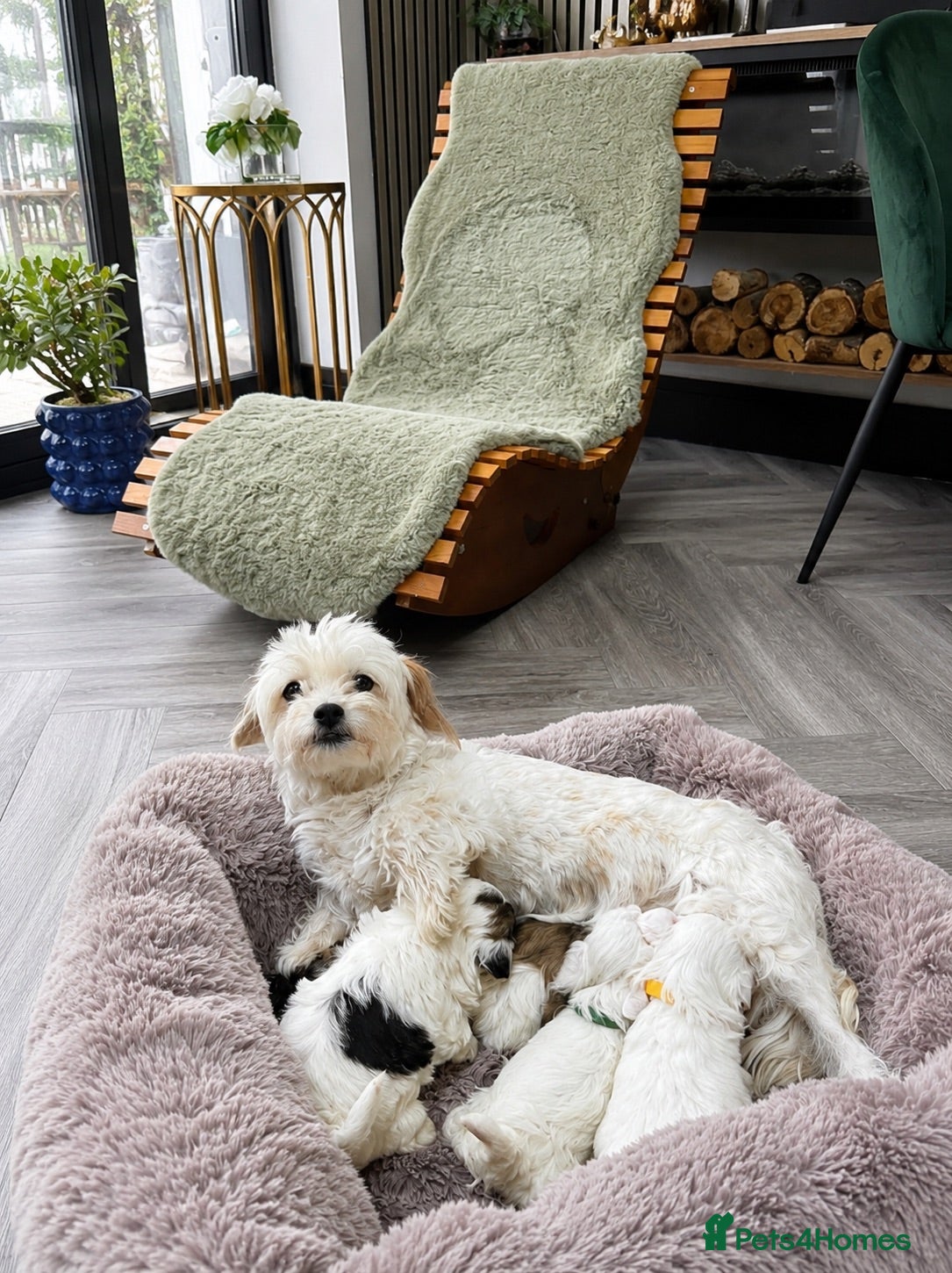 Maltipoo dogs 🐾✨ ADORABLE MALTIPOO PUPPIES 🐾✨ - Advert 1