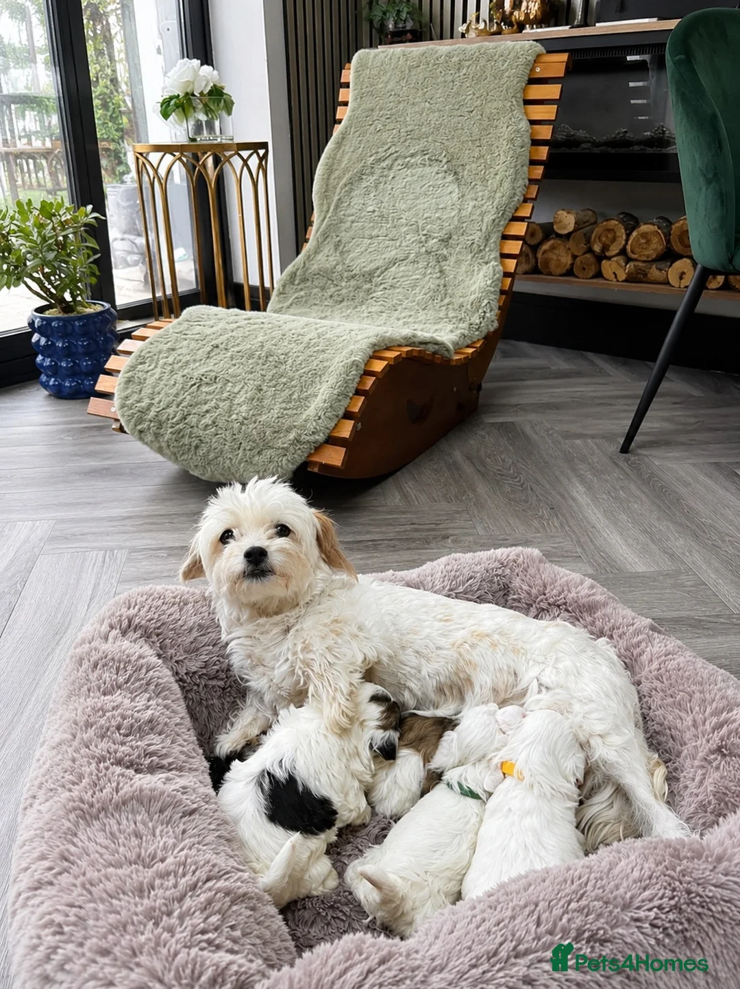 Maltipoo dogs for sale: 🐾✨ ADORABLE MALTIPOO PUPPIES 🐾✨ - Advert 1