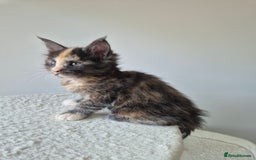 Maine Coon cats for sale: 6 TICA-Registered Maine Coon Kittens Available - Image 15