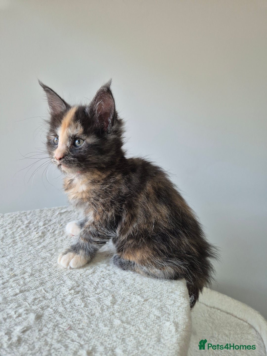 Maine Coon cats for sale: 6 TICA-Registered Maine Coon Kittens Available - Image 15
