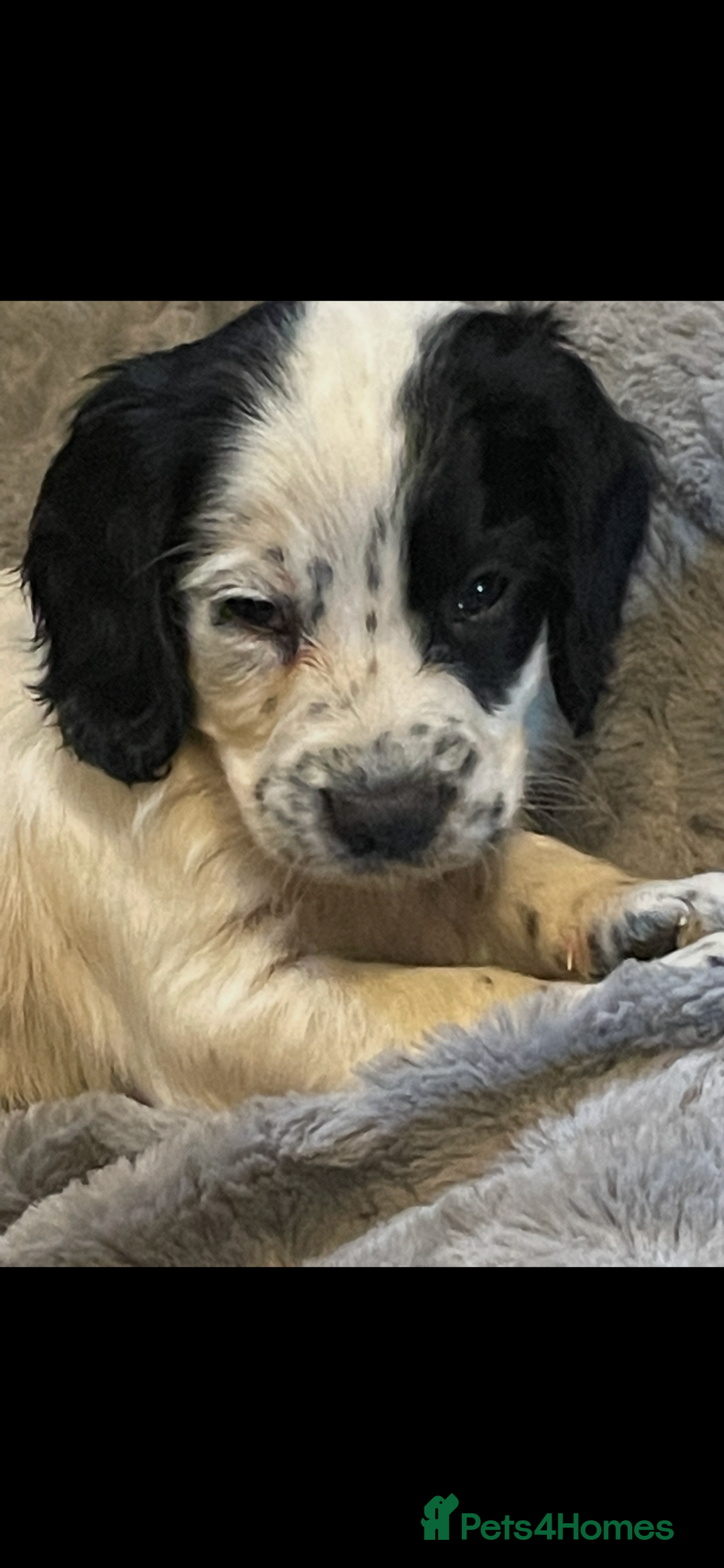Cocker Spaniel dogs for sale: KC Registered Cocker Spaniels  - Image 14