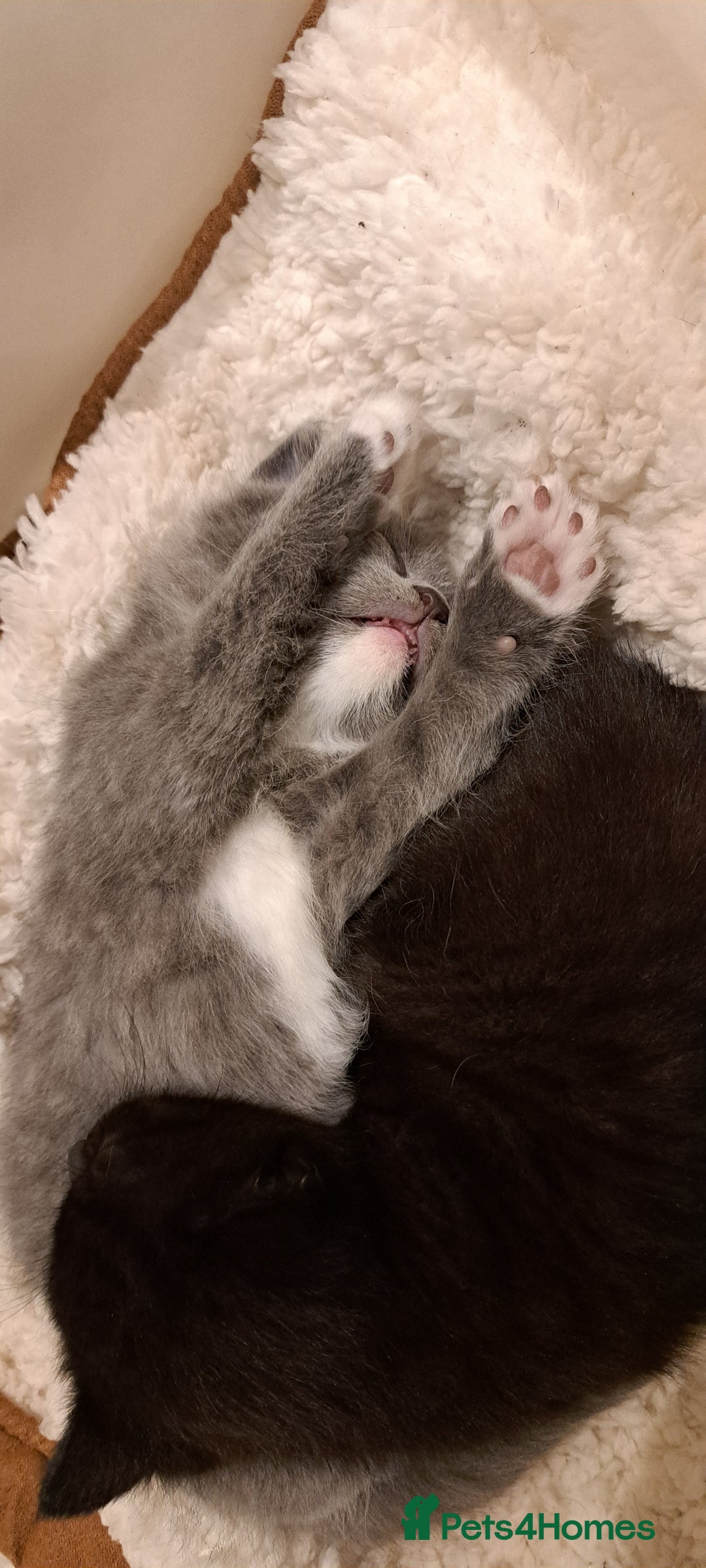 British Shorthair cats for sale: British Shorthair X Kittens  - Advert 7