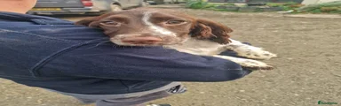 English Springer Spaniel Puppy 1