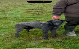 Lurcher dogs for sale: ⭐️beautiful lurcher puppy’s  - Image 17
