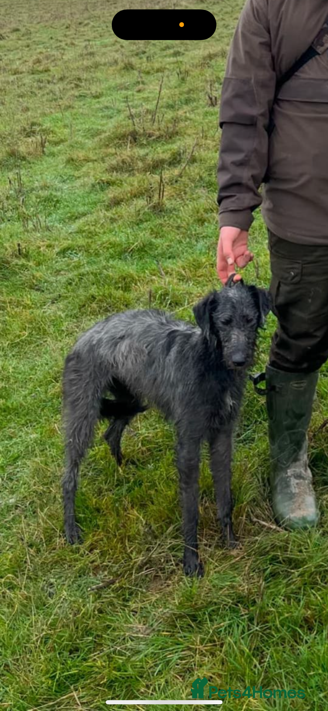 Lurcher dogs for sale: ⭐️beautiful lurcher puppy’s  - Image 17