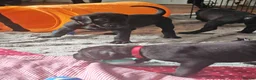 Great Dane dogs for sale: Great Dane Puppies - Advert 8