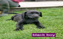 Labrador Retriever dogs for sale: One handsome black kc registered puppy left in Llanrhystud - Image 1