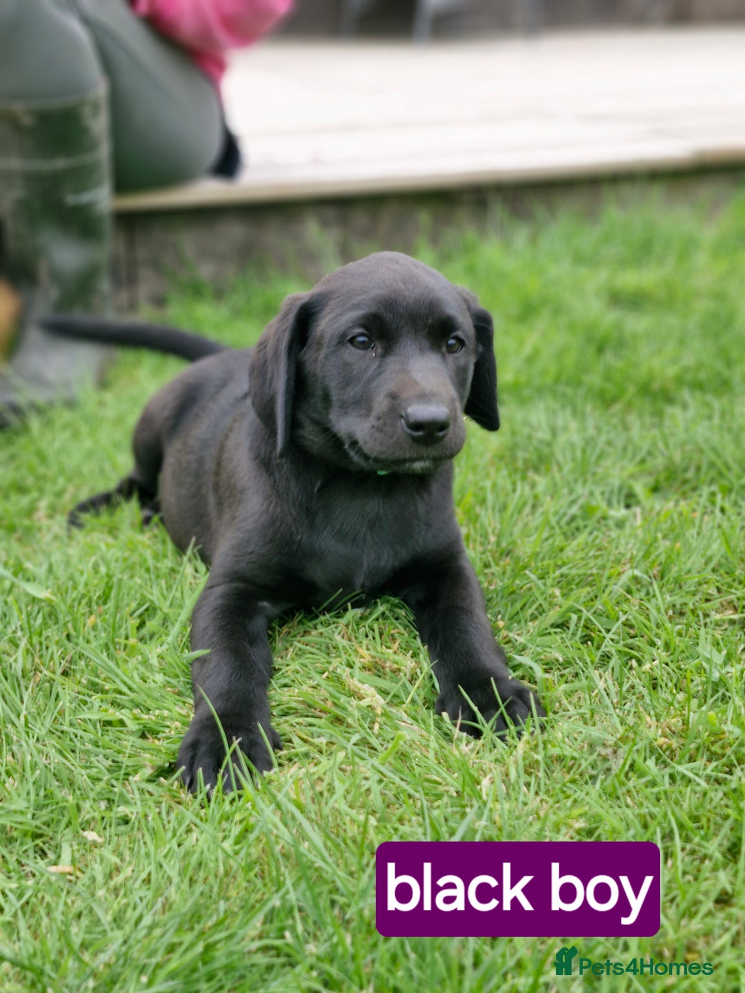 Labrador Retriever dogs for sale: One handsome black kc registered puppy left in Llanrhystud - Image 1