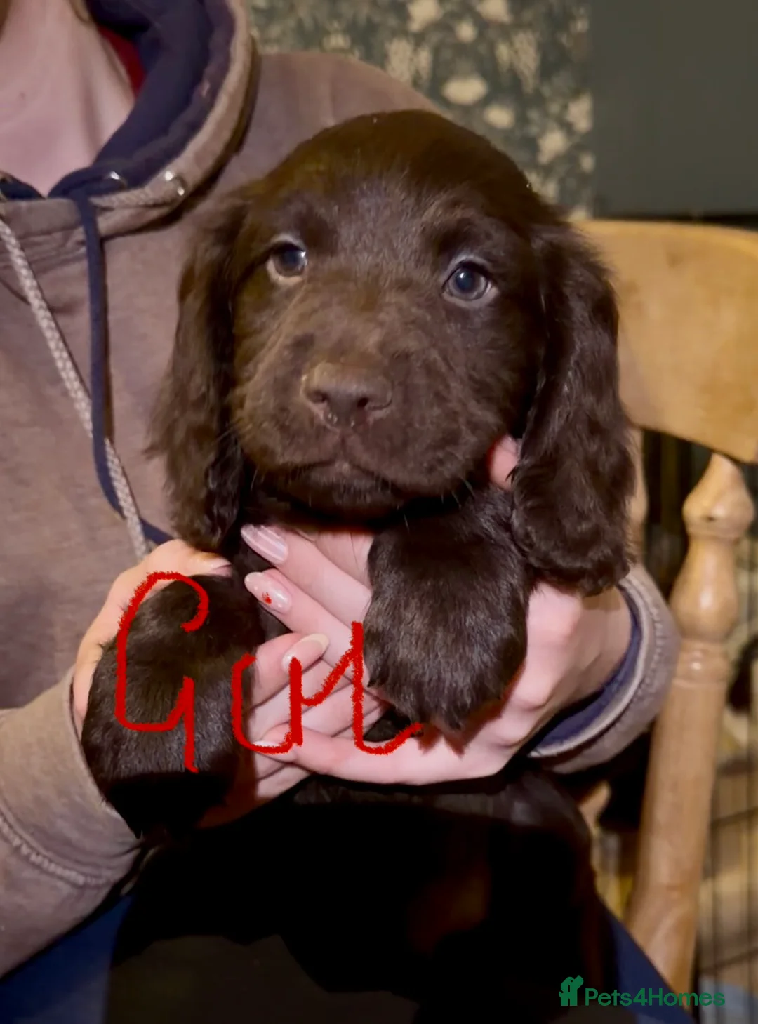 Sprocker dogs for sale: F1 Sprocker spaniels - Advert 2