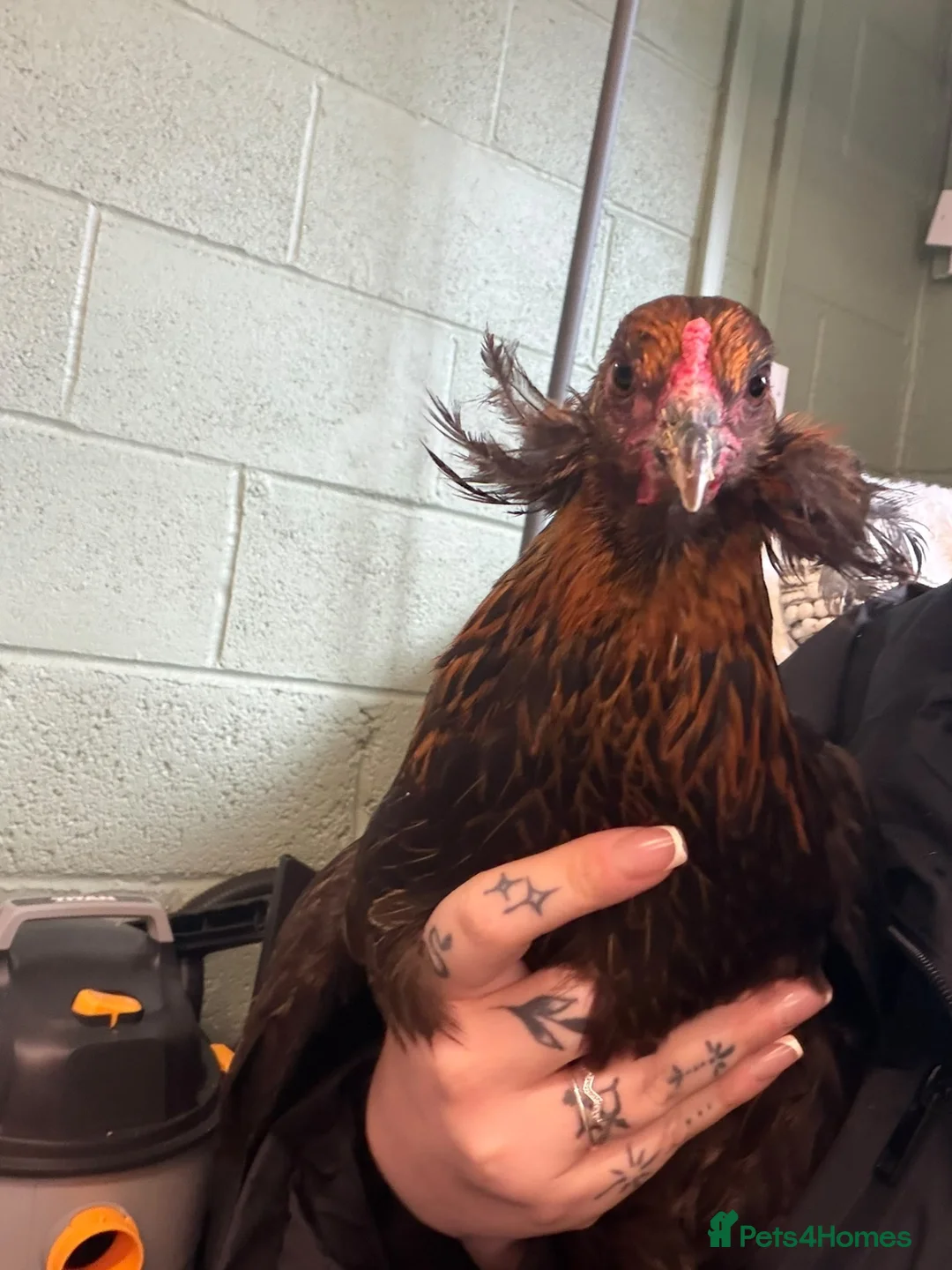 Chickens poultry for sale: Araucana laying hen  - Advert 3