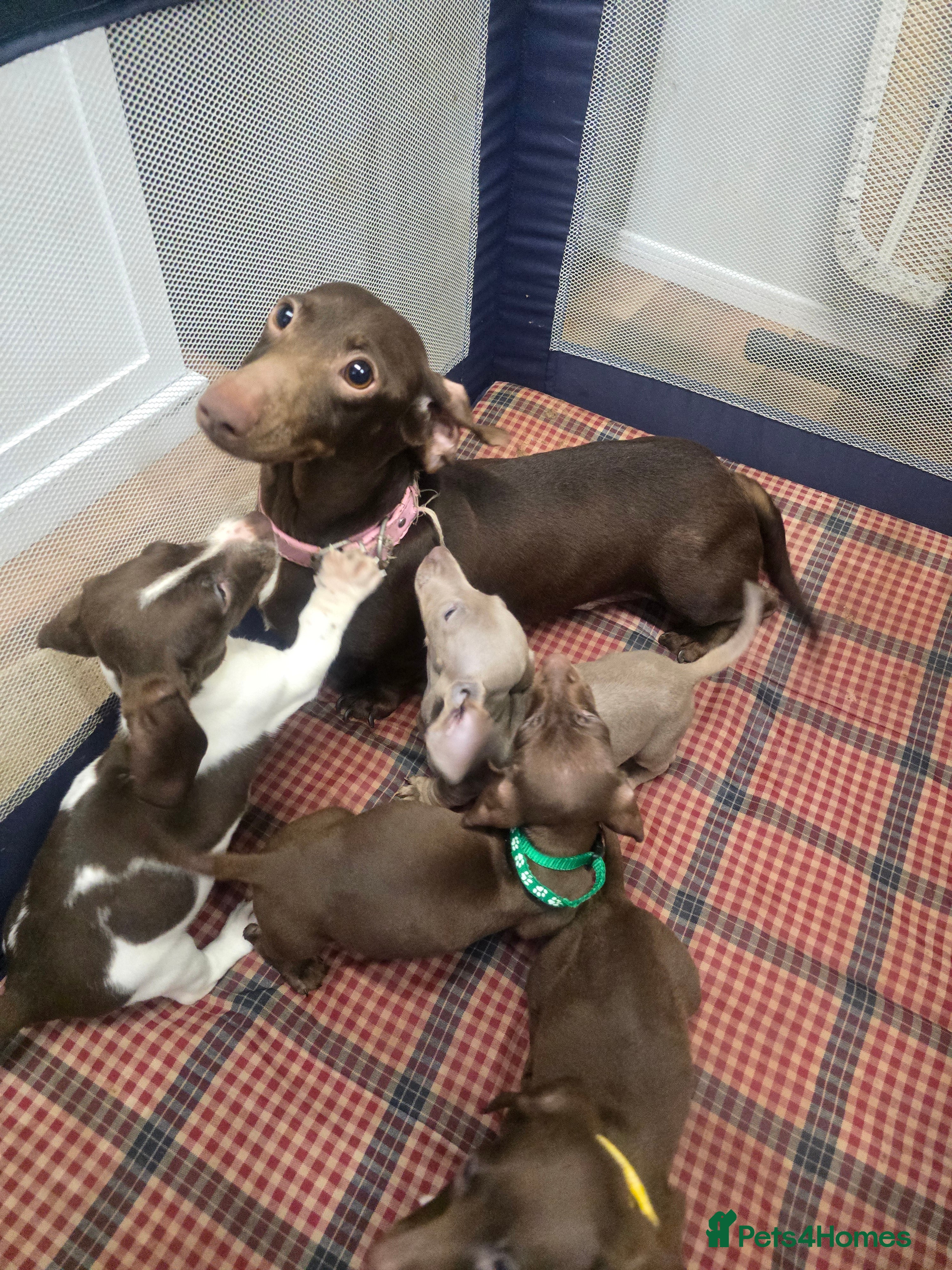 Miniature Dachshund dogs Miniature Dachshund Puppies - Advert 1