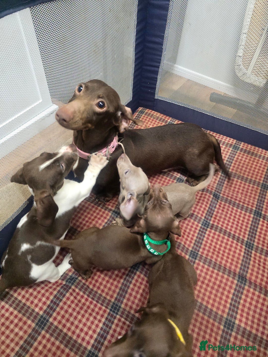 Miniature Dachshund dogs for sale: Miniature Dachshund Puppies - Advert 1