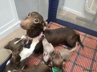 Miniature Dachshund dogs Miniature Dachshund Puppies - Advert 12