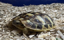 Tortoise reptiles for sale: 2025 UK Bred Western Dwarf Hermann Tortoise  - Image 6