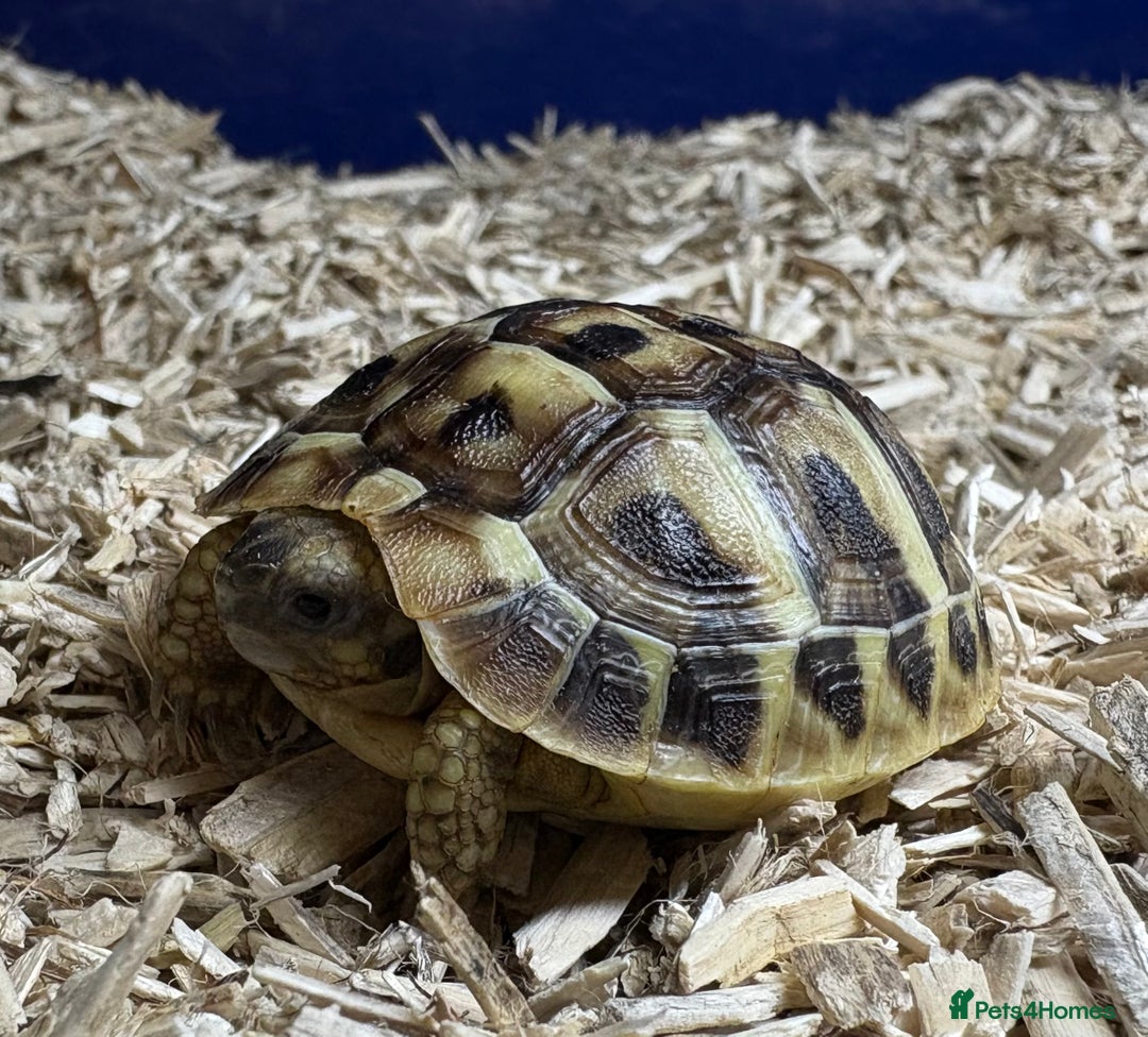 Tortoise reptiles for sale: 2025 UK Bred Western Dwarf Hermann Tortoise  - Image 6