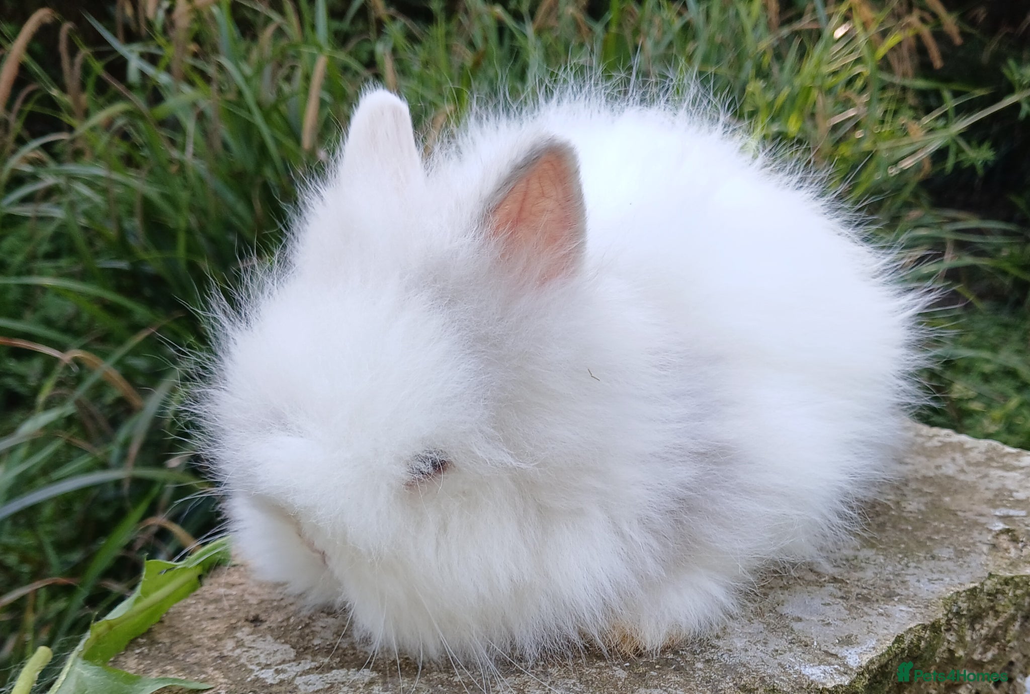 Lionhead rabbits Stunning DM lionhead baby rabbit - Advert 2