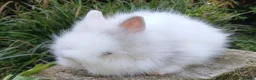 Lionhead rabbits for sale: Stunning DM lionhead baby rabbit - Advert 1
