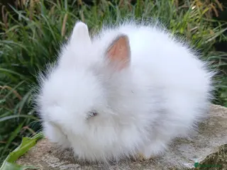Lionhead rabbits Stunning DM lionhead baby rabbit - Advert 4