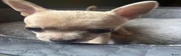Chihuahua dogs for sale: Striking Blue Eyed Merle Chihuahua Baby Boy in Gateshead - Advert 4