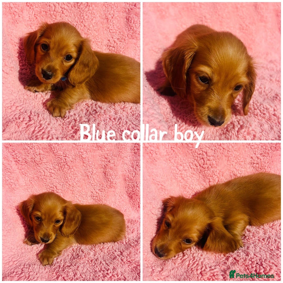 Miniature Dachshund dogs for sale: Ready to leave 🐾 beautiful long hair miniatures  - Image 4