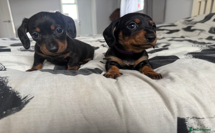 Miniature Dachshund dogs - Advert 4