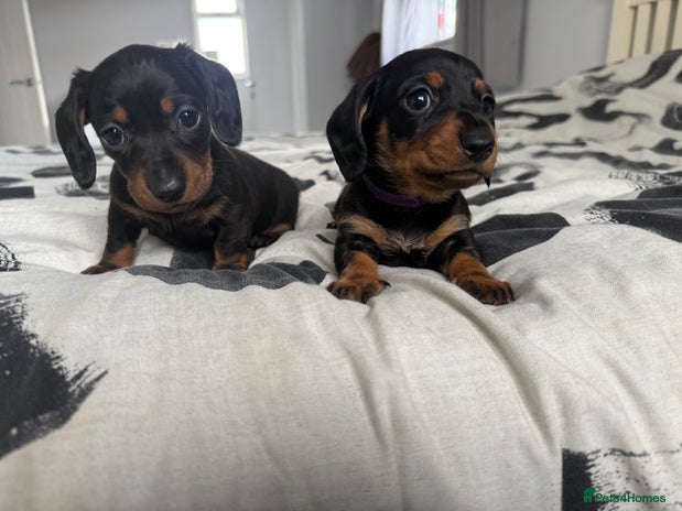 Miniature Dachshund dogs - Advert 4