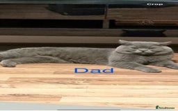 British Shorthair cats for sale: British short hair male and female  - Image 11