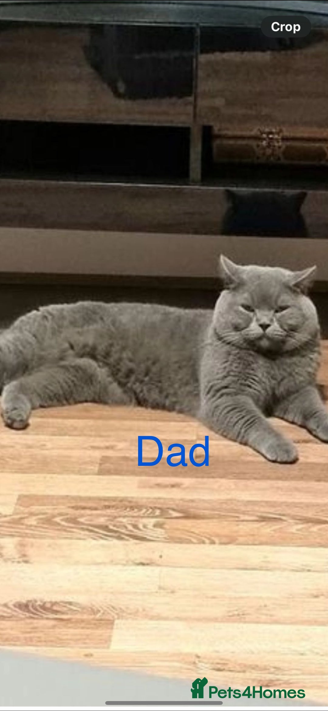 British Shorthair cats for sale: British short hair male and female  - Image 11