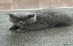 British Shorthair cats for sale: kittens for a new home Forever - Image 5