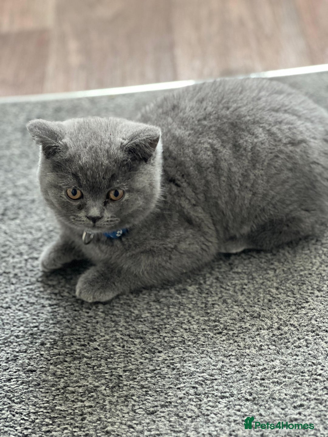 British Shorthair cats for sale: kittens for a new home Forever - Image 5