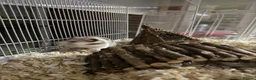 Hamster rodents for sale: Male Syrian Hamster (8 Months) With/Without Cage - Advert 2