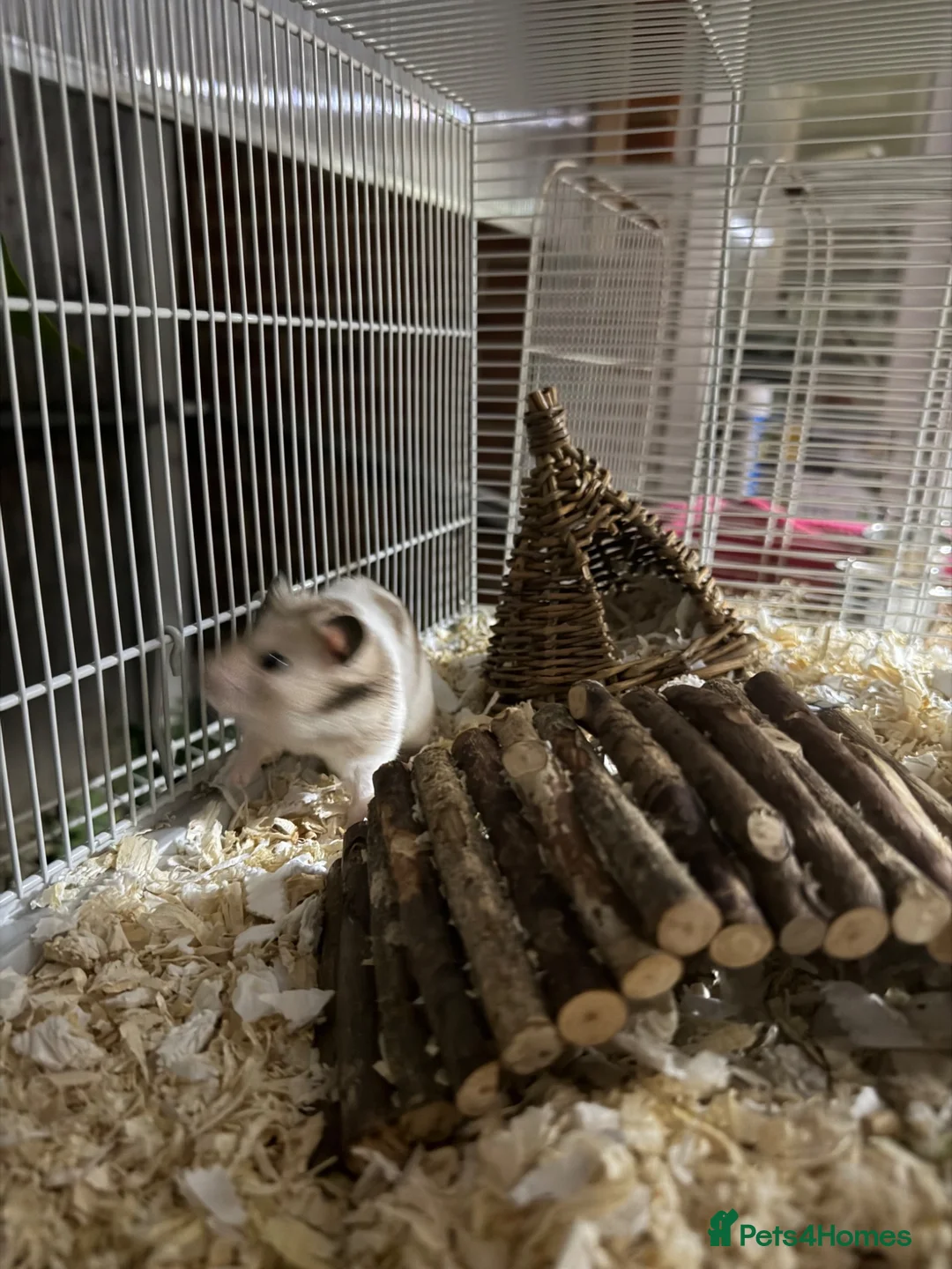 Hamster rodents for sale: Male Syrian Hamster (8 Months) With/Without Cage - Advert 2