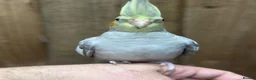 Cockatiels birds for sale: Baby cocktails  - Advert 4