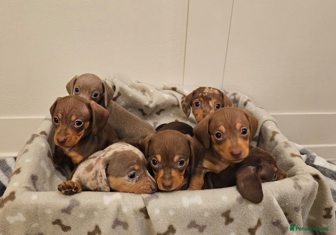 Miniature Dachshund dogs for sale: Stunning miniature dachshund puppies - Advert 8