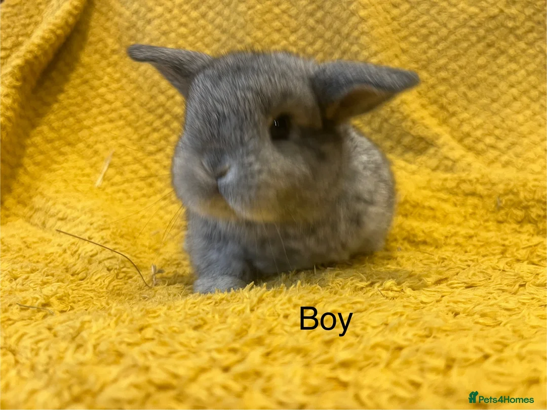 Mini Lop rabbits for sale: Mini lops  and mini double maned lionheads  - Advert 8