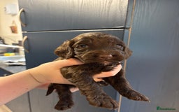 Cockapoo dogs for sale: F2 cockapoo’s (last girl) - Advert 13