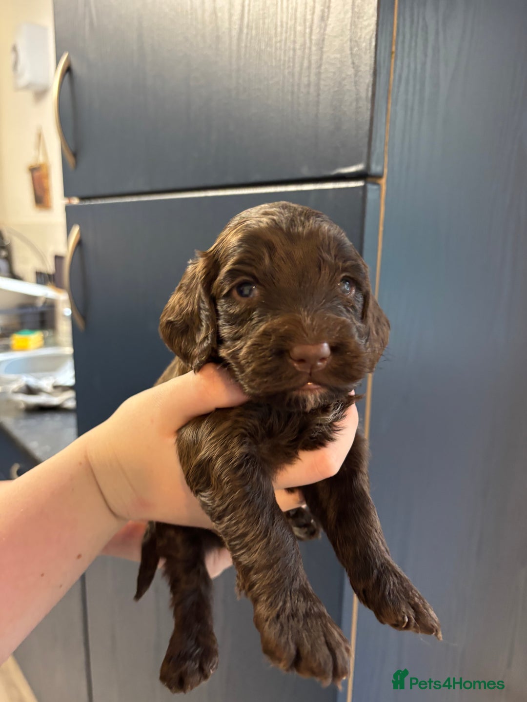 Cockapoo dogs for sale: F2 cockapoo’s (last girl) - Advert 13