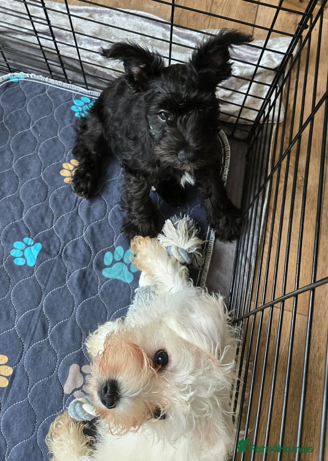 Miniature Schnauzer dogs for sale: Miniature schnauzer puppies  - Advert 14