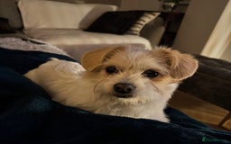 Mixed Breed dogs for adoption: Cynthia - Advert 12