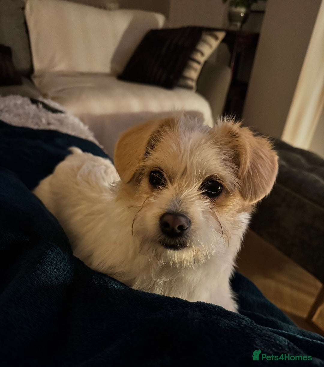 Mixed Breed dogs for adoption: Cynthia - Advert 12