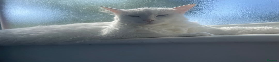 Turkish Angora Kitten 2